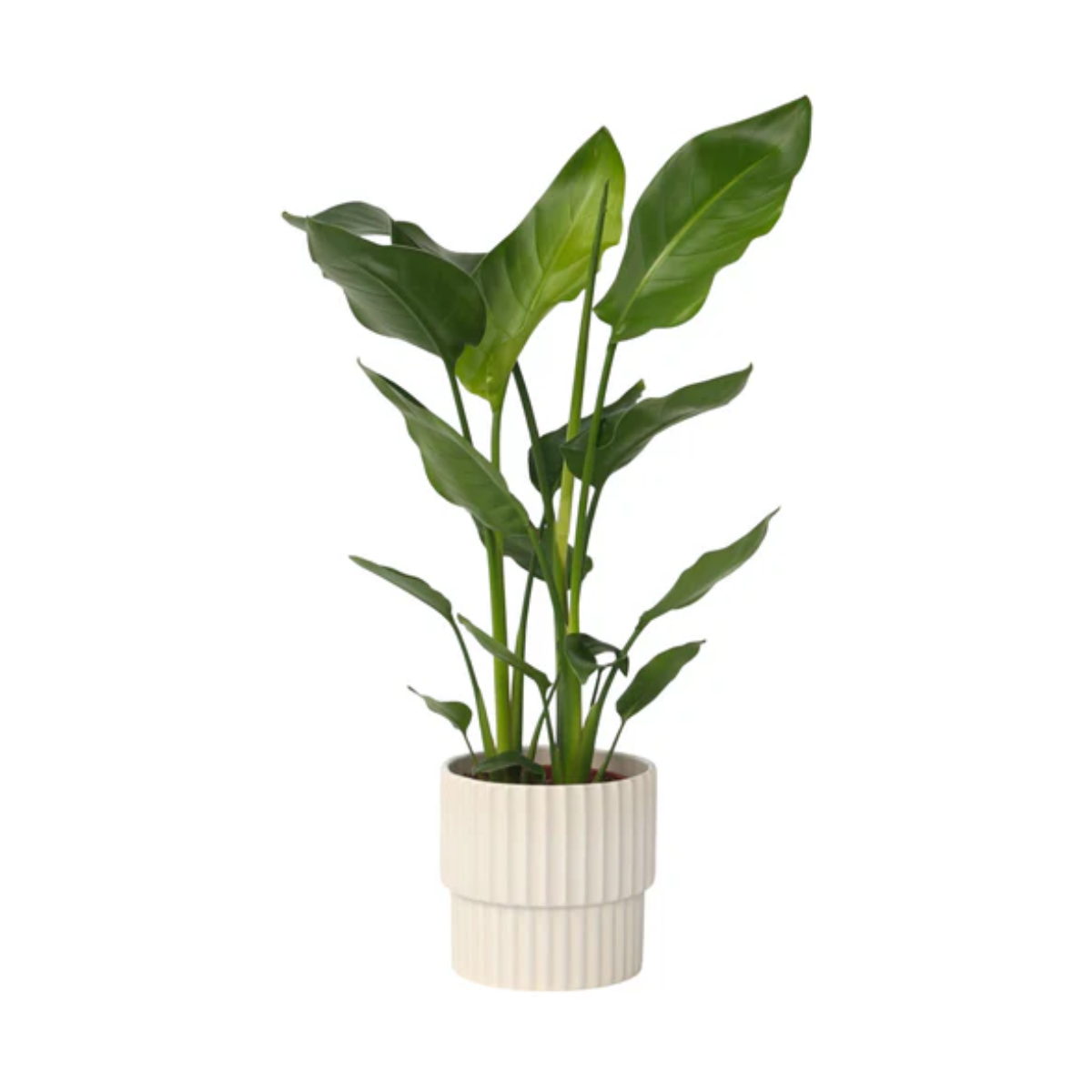 kamerplant
