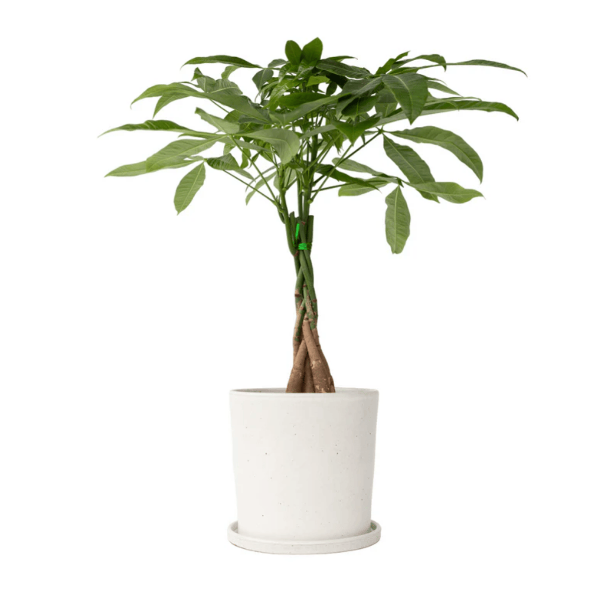 kamerplant