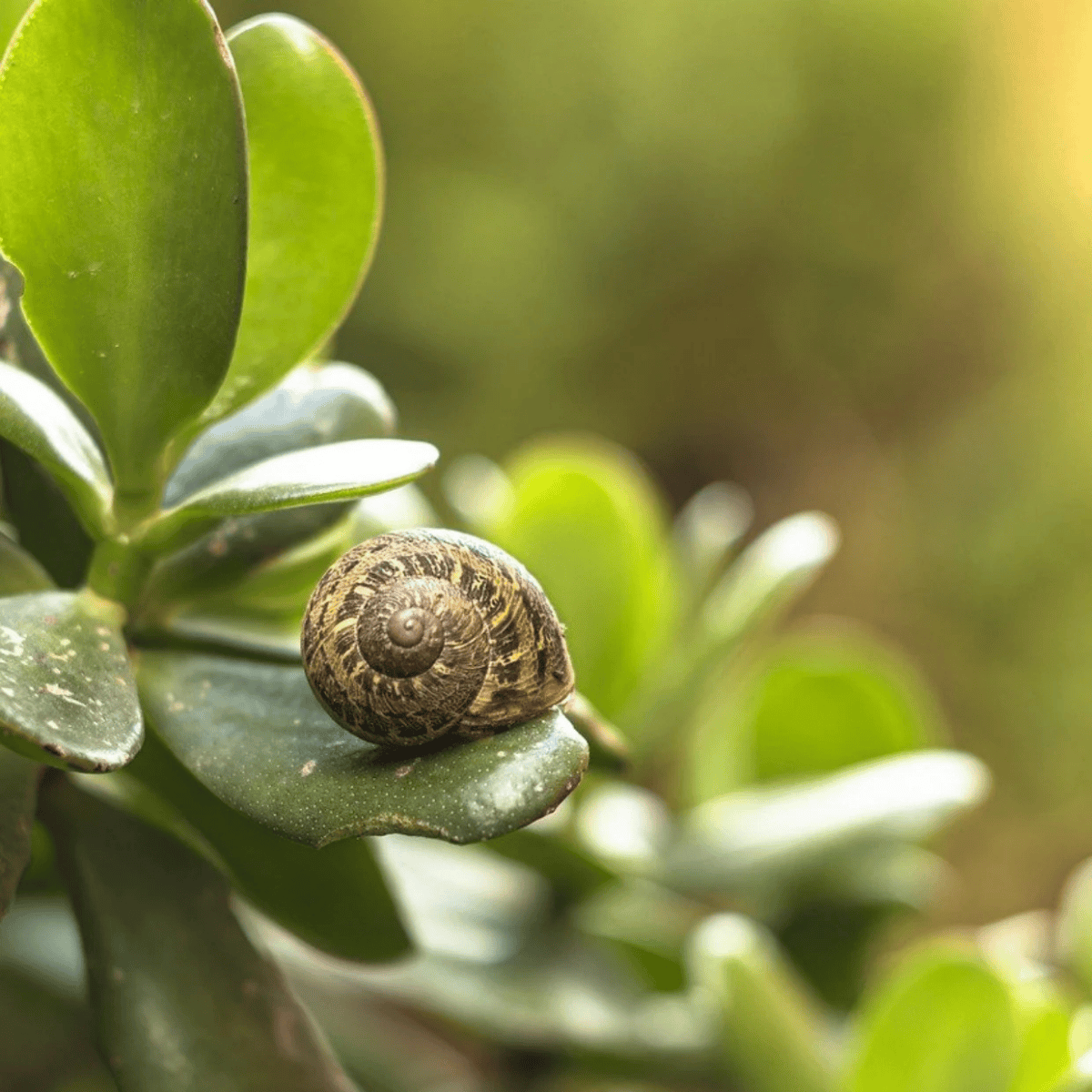 Met deze tips kun je slakken in de tuin bestrijden en voorkomen