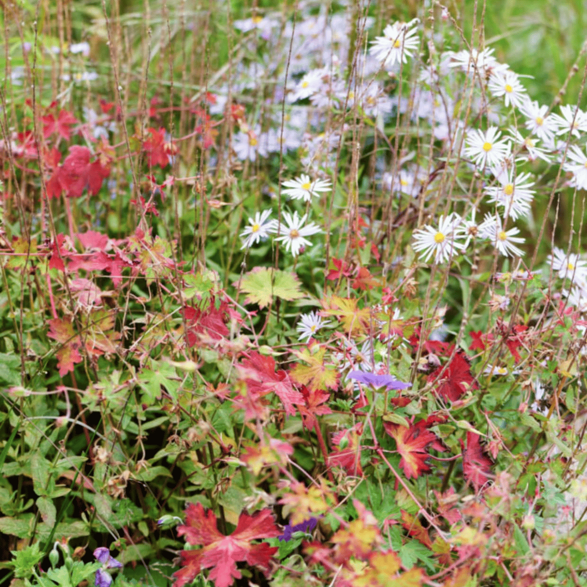 Tuin boordevol planten: stap voor stap een (lage of hoge) border maken.