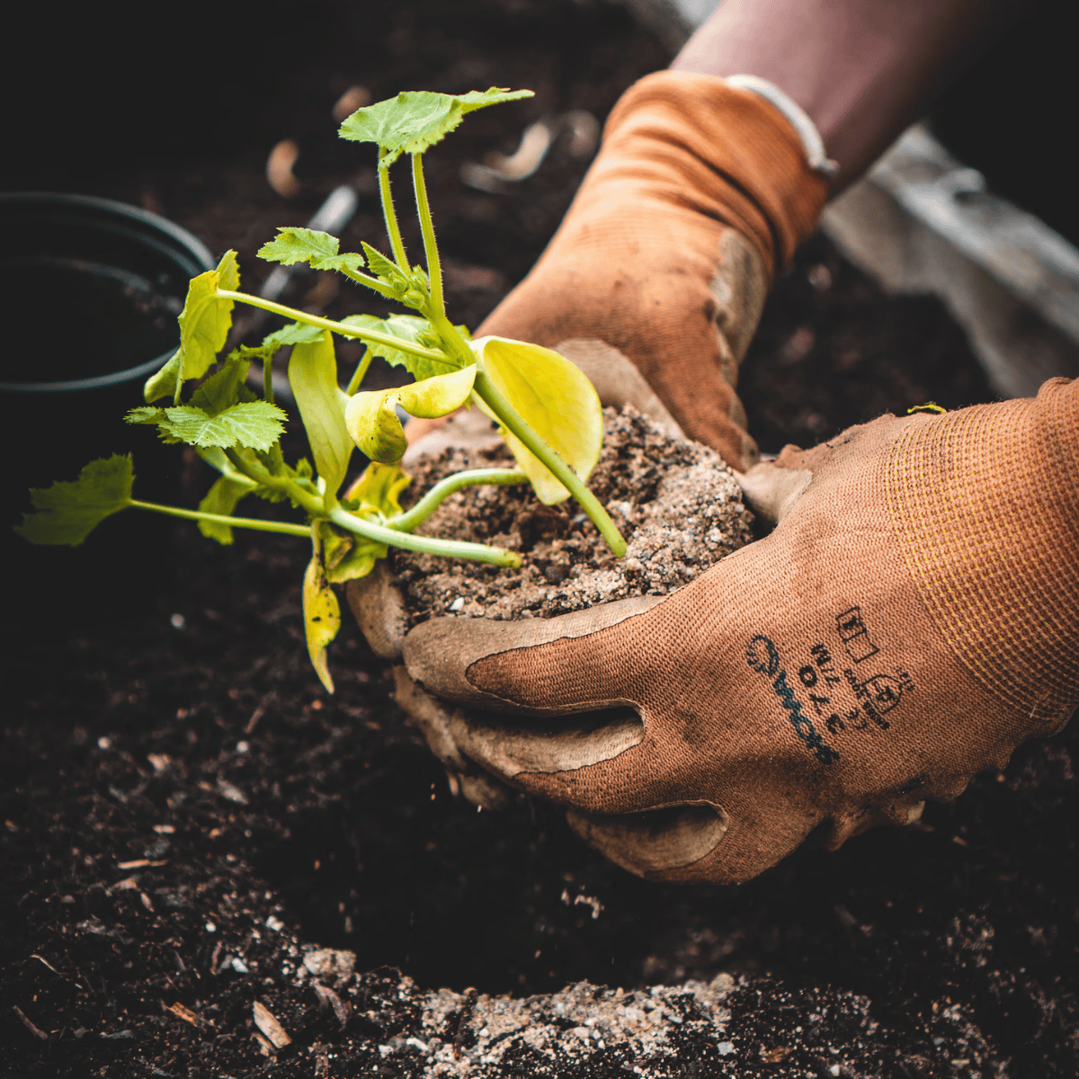 Trap het tuinseizoen goed af met deze klussen voor in de tuin in maart