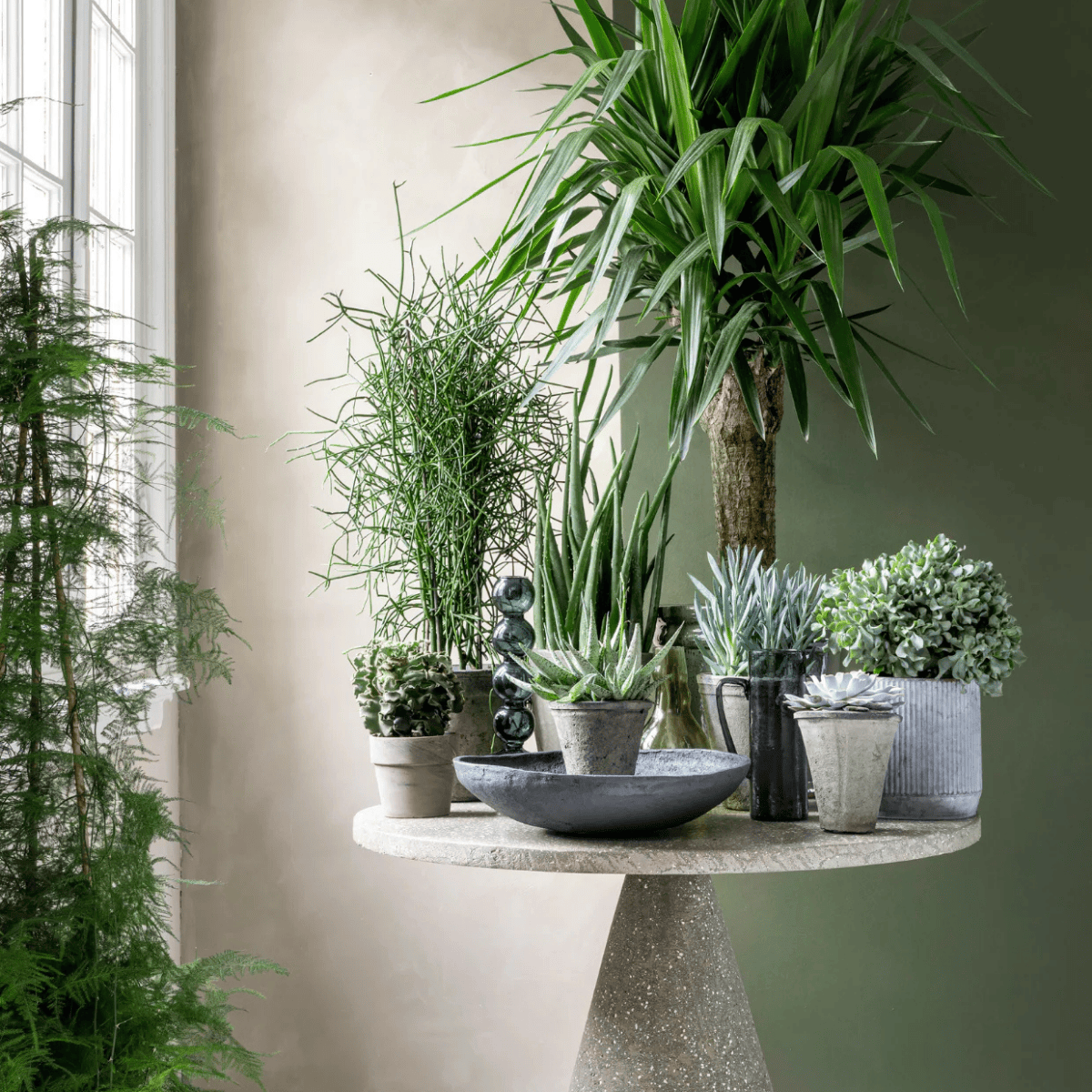 Dit zijn de 7 mooiste, bloeiende vetplanten die kleur in huis brengen