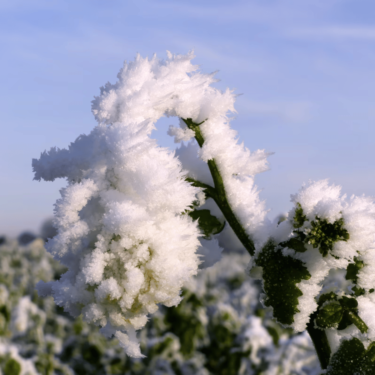 Dit zijn dé tips & tricks bij vorstschade aan tuinplanten